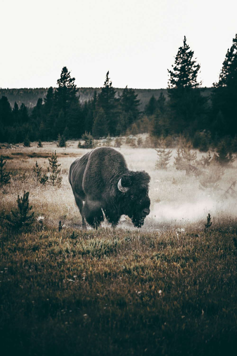 brown bison on brown grass field during daytime