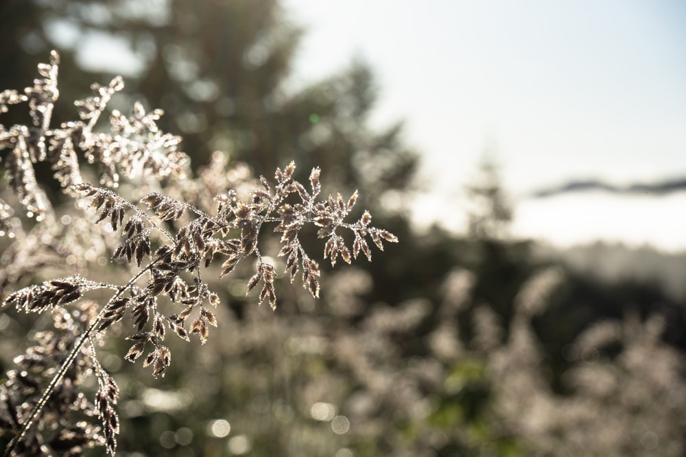 white flowers in tilt shift lens