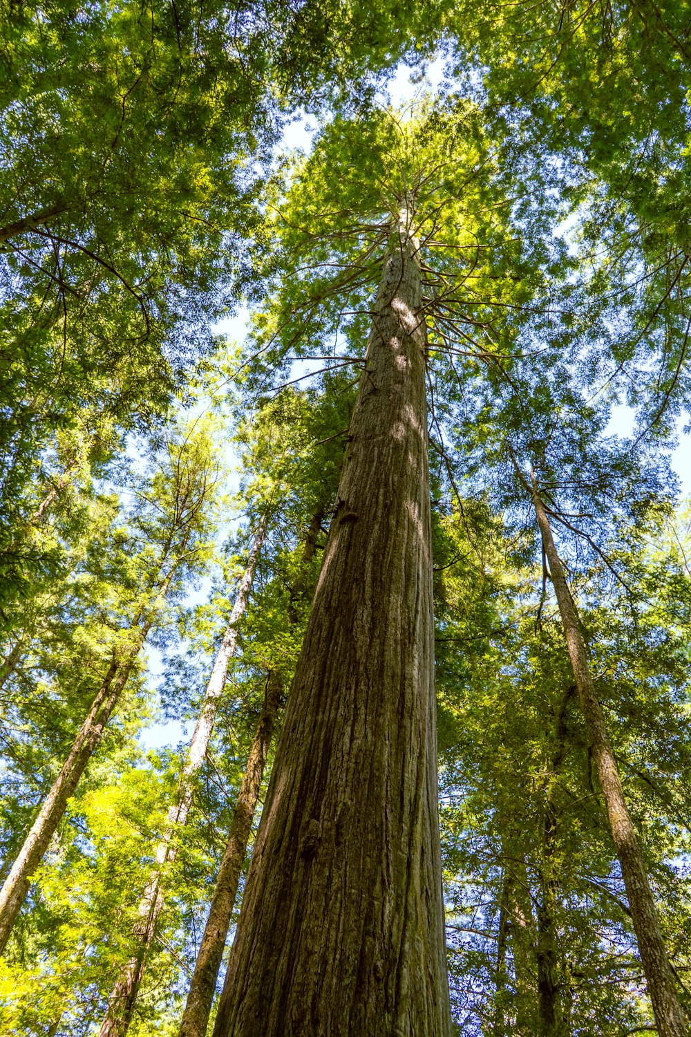 green and brown tree during daytime