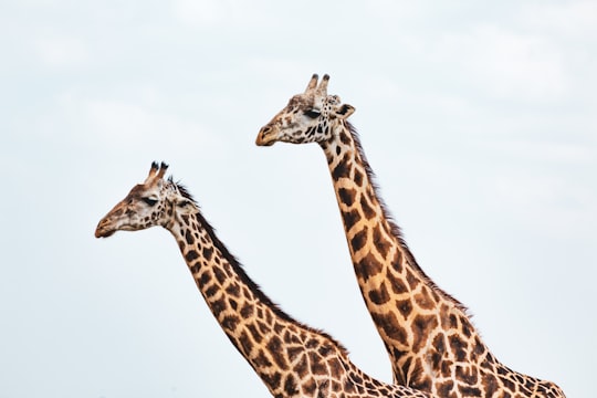 three giraffes standing on white background in Nairobi Kenya