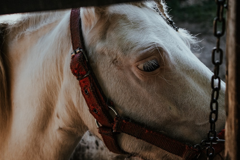 white cow with brown leather strap