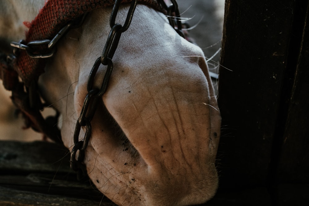 brown horse nose in close up photography