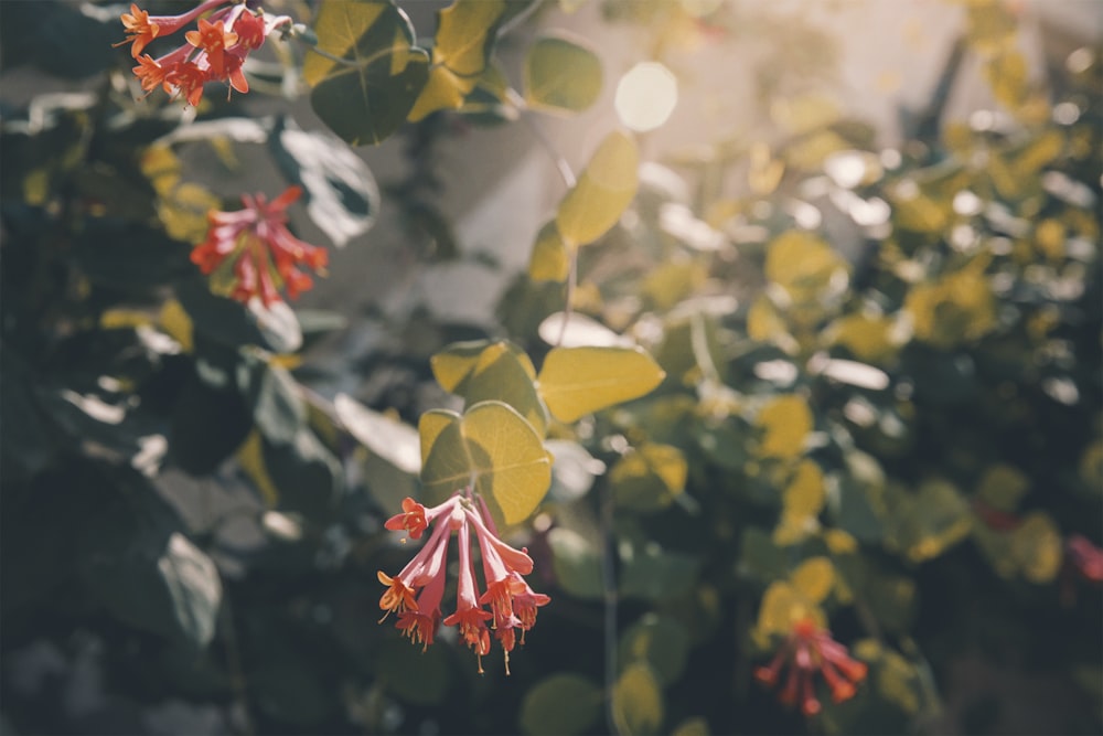 red and white flowers with green leaves