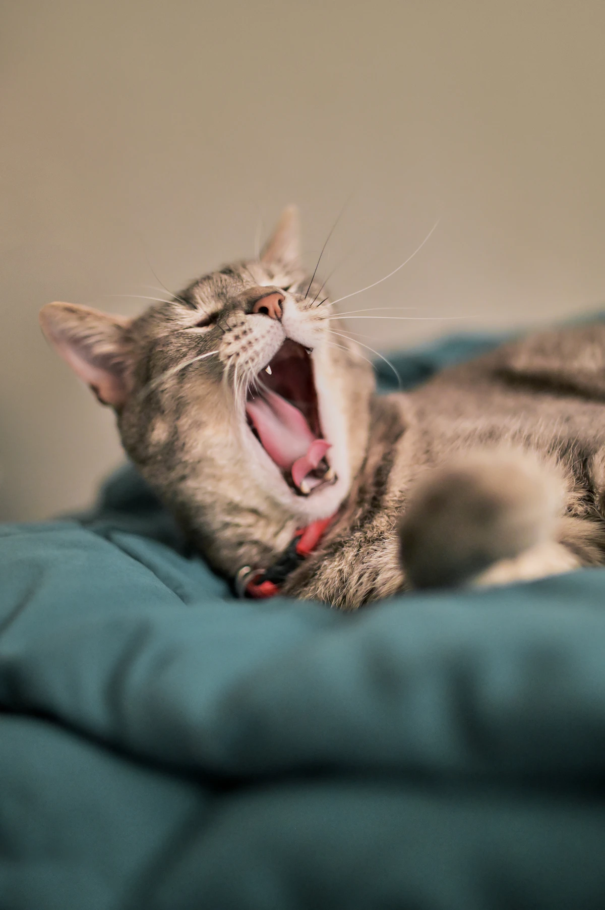 Gato bostezando tumbado en una manta