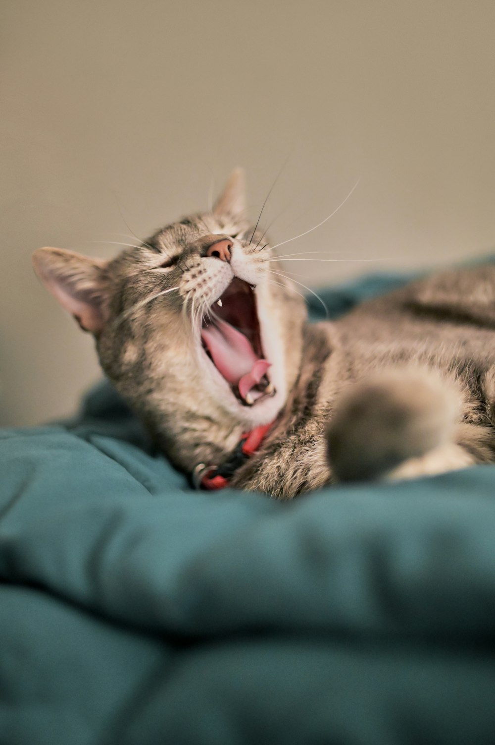 brown tabby cat lying on blue textile