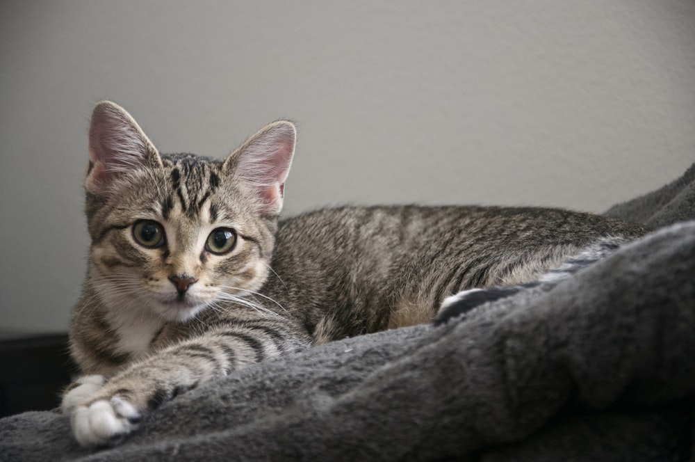 brown tabby cat on black textile