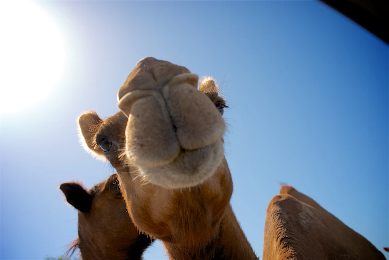 Close-up of camels under a bright sky in Ras Al Khaimah