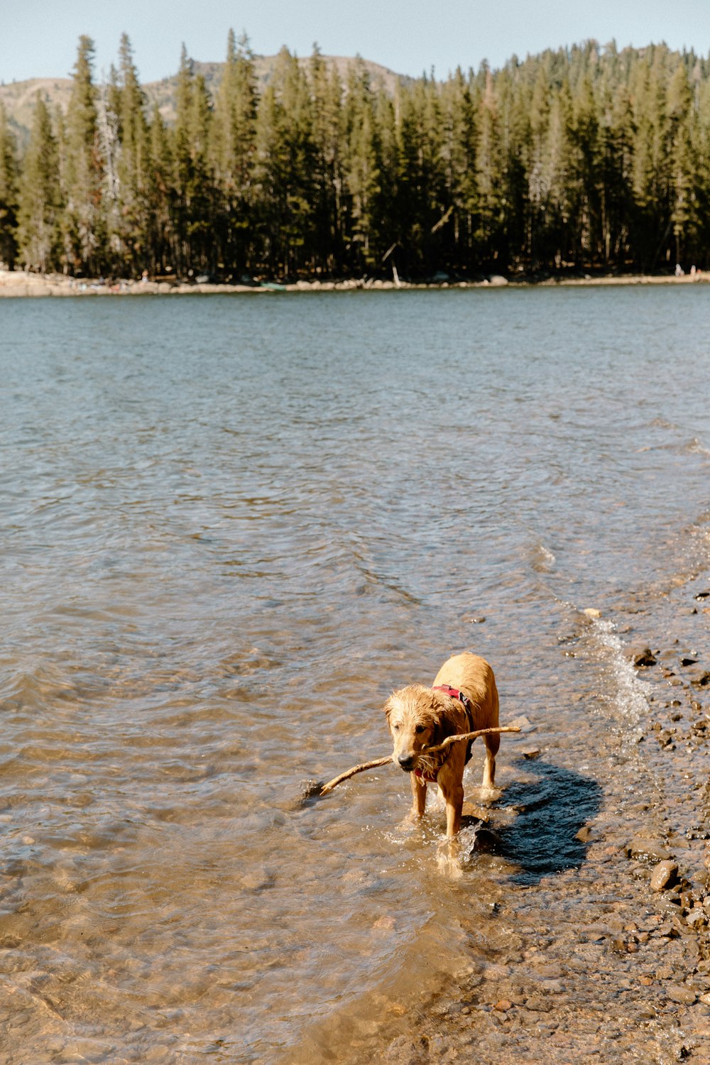 日中に水の上を走る茶色のショートコート犬