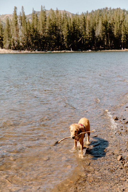 brown short coated dog running on water during daytime in Lake Alpine United States