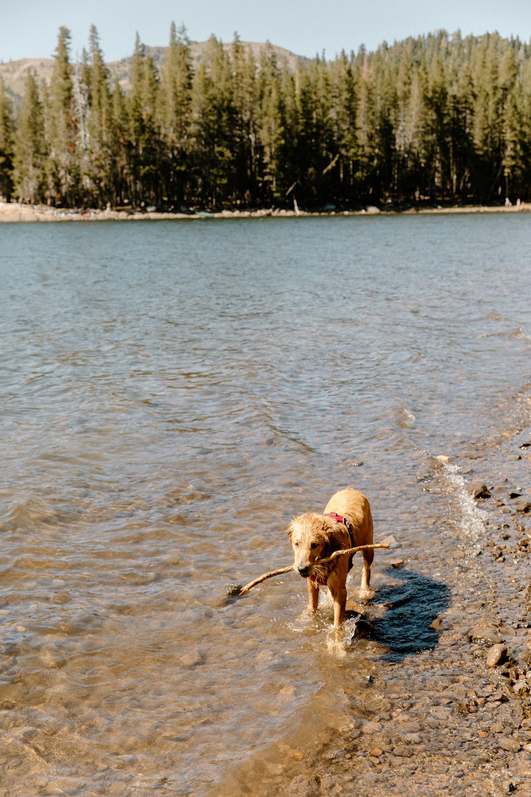 travelers stories about River in Lake Alpine, United States