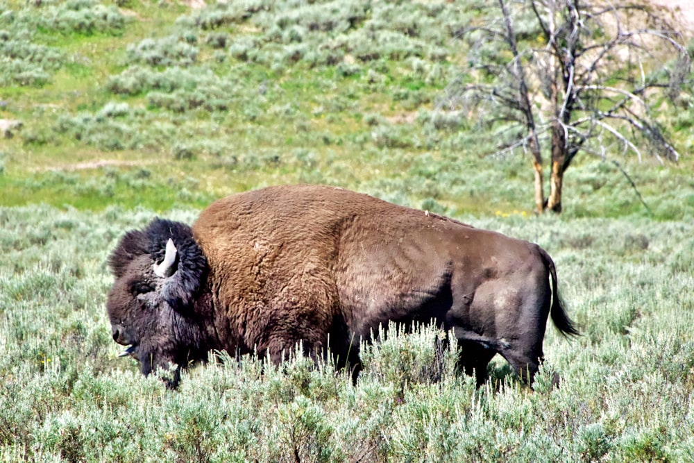 brown bison on green grass field during daytime