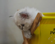 A fluffy kitten wearing a tiny, soft yellow sweater, peeking out from a basket.