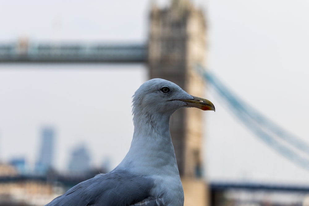 white bird in close up photography