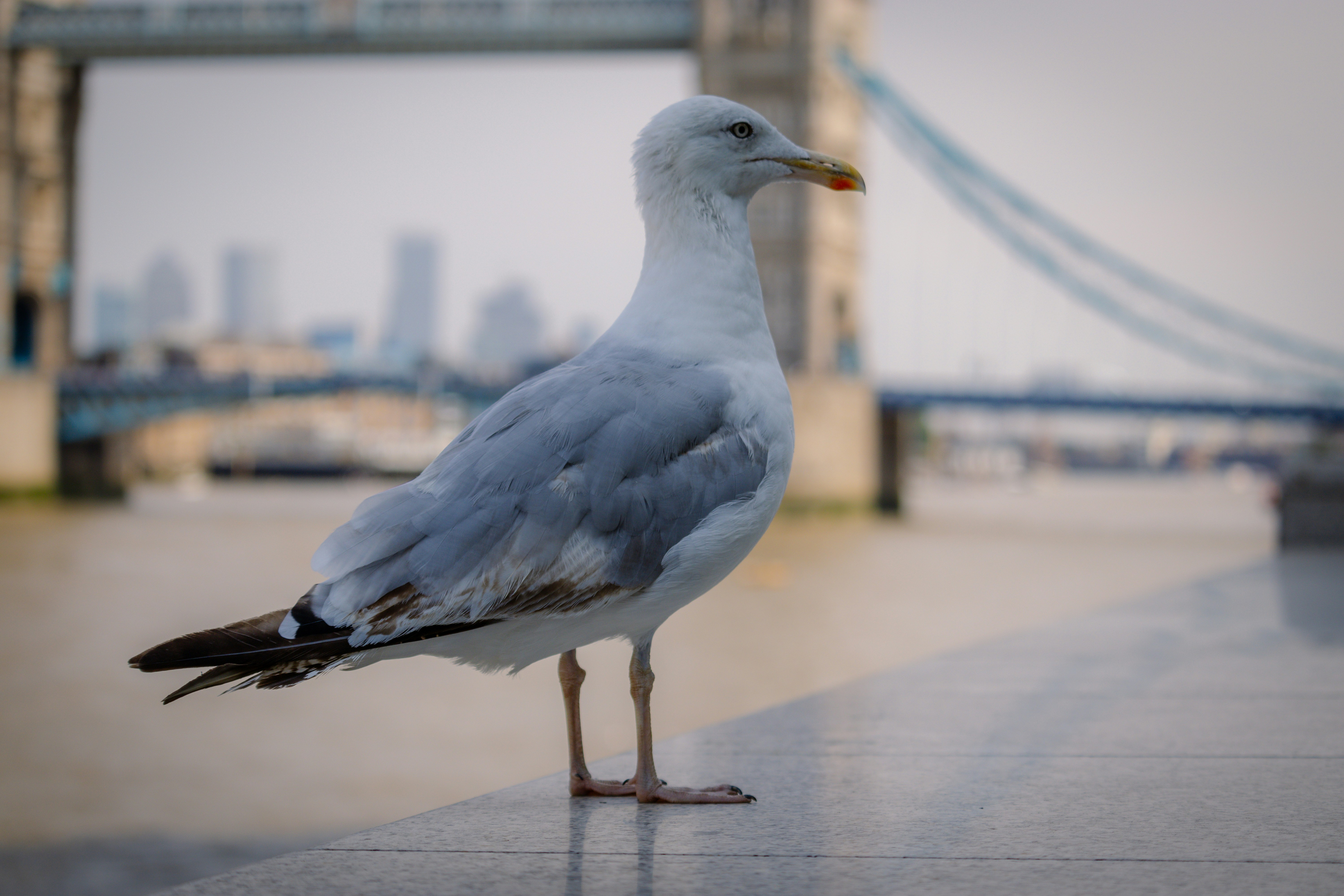 white bird on gray concrete floor during daytime