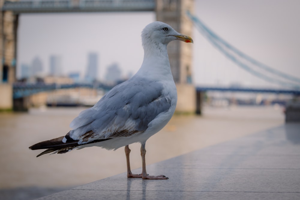 white bird on gray concrete floor during daytime