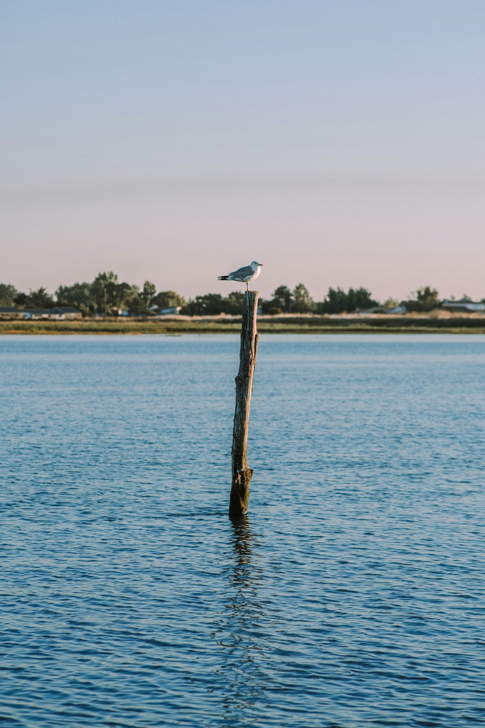 brown wooden post on body of water during daytime