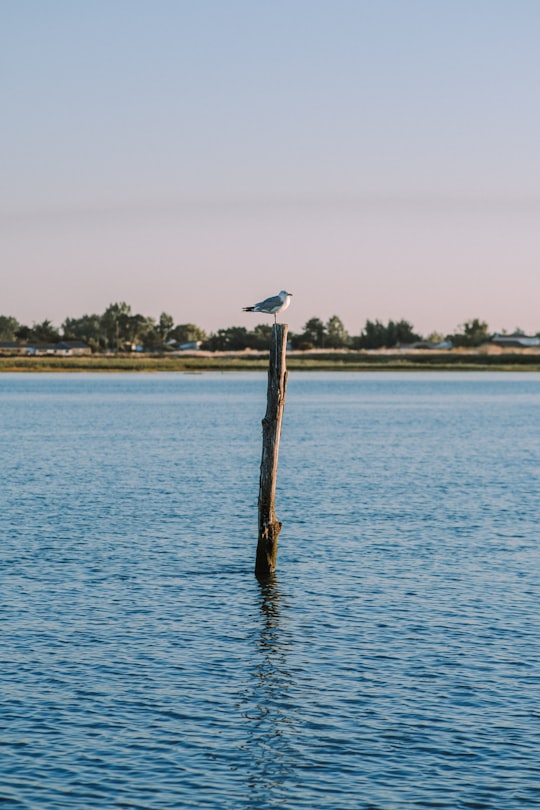 brown wooden post on body of water during daytime in Île de Ré France