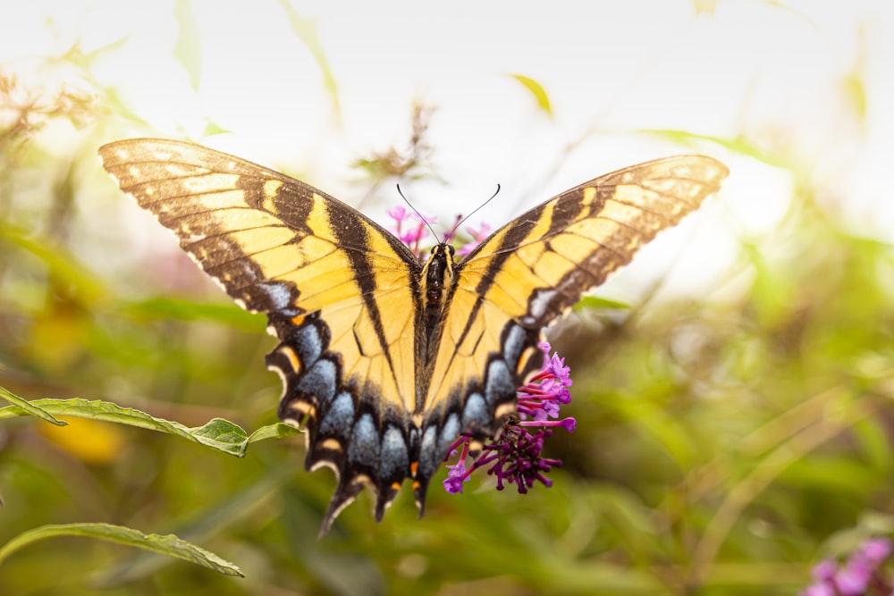 yellow and black butterfly on purple flower