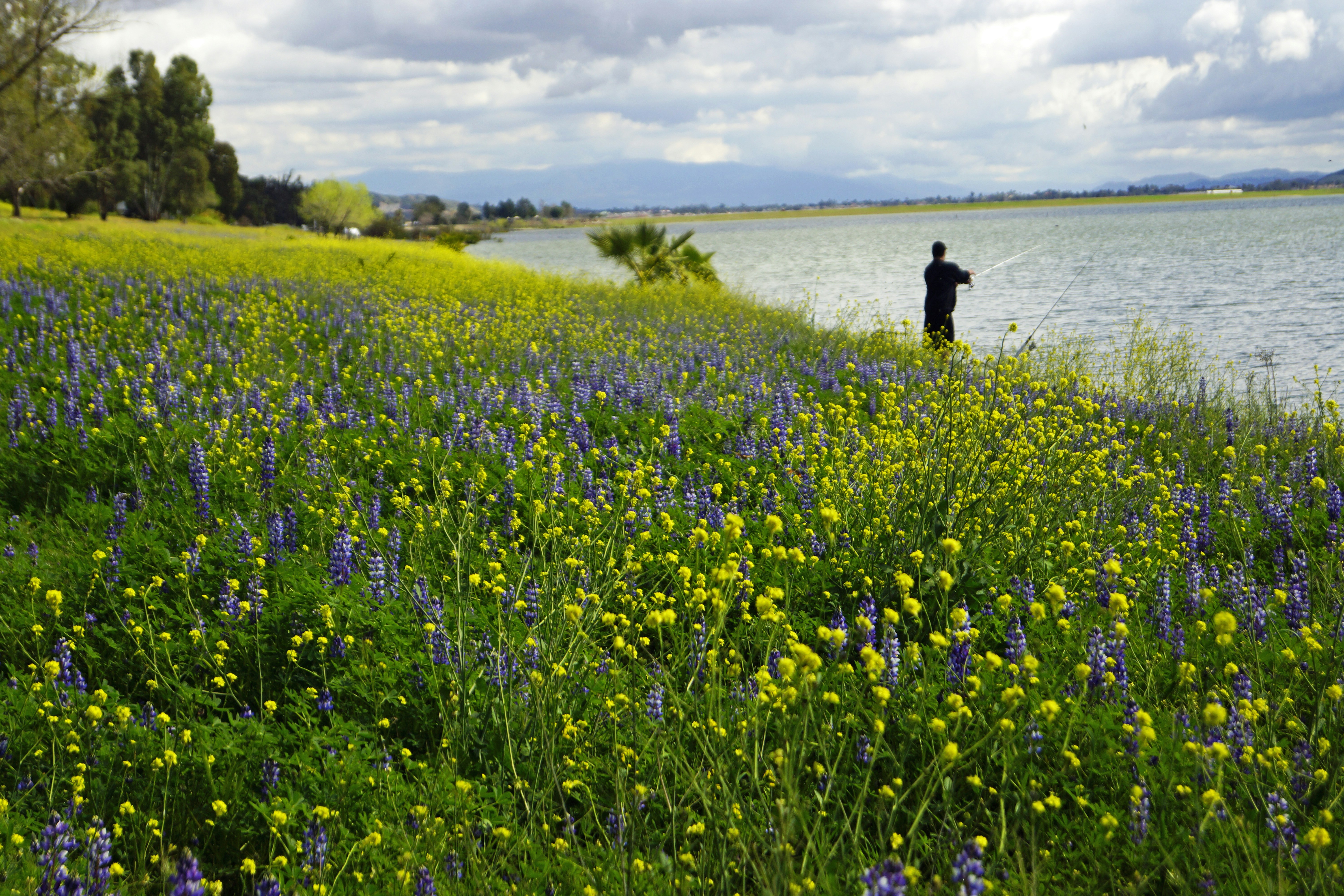 person in black jacket walking on yellow flower field during daytime, Lake Shore drive scene, Lake Elsinore, CA.  The super bloom in the Lake Elsinore area was spectacular in 2019. 