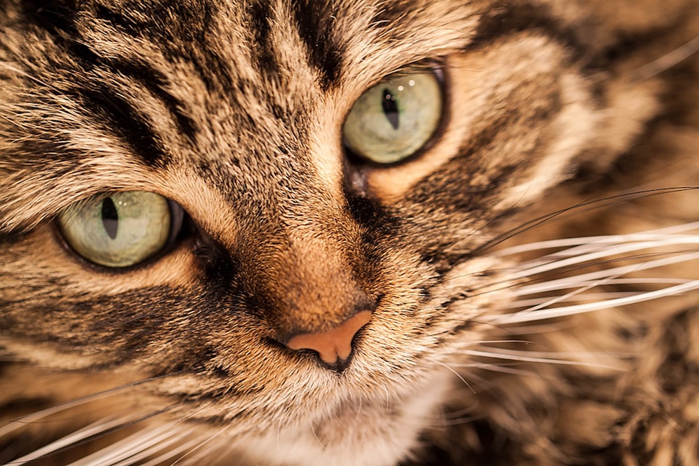 brown tabby cat with green eyes