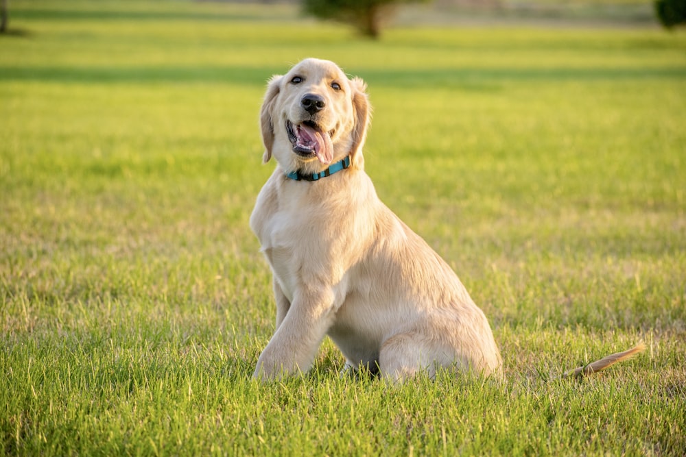yellow labrador retriever puppy on green grass field during daytime