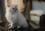 A fluffy white kitten with blue eyes is sitting on a reflective dark surface in a softly lit room. The background features blurred, light-colored upholstery, suggesting a cozy indoor setting.
