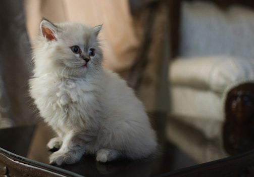 A fluffy white kitten with blue eyes is sitting on a reflective dark surface in a softly lit room. The background features blurred, light-colored upholstery, suggesting a cozy indoor setting.