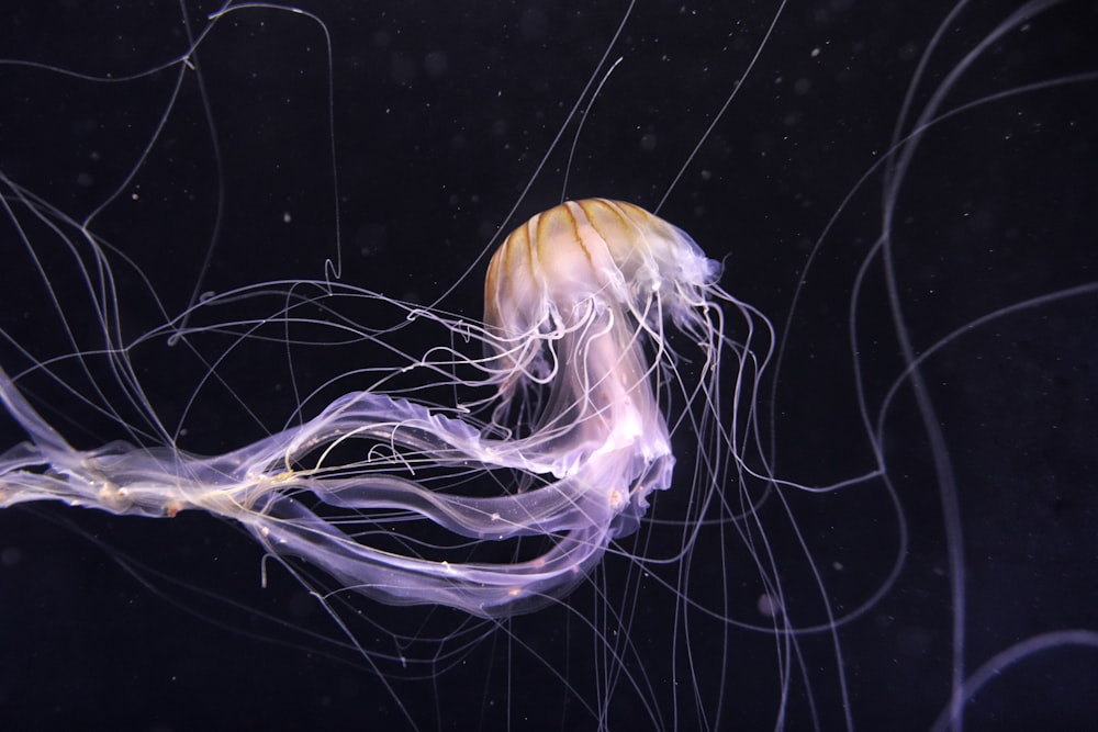 white and brown jellyfish on water