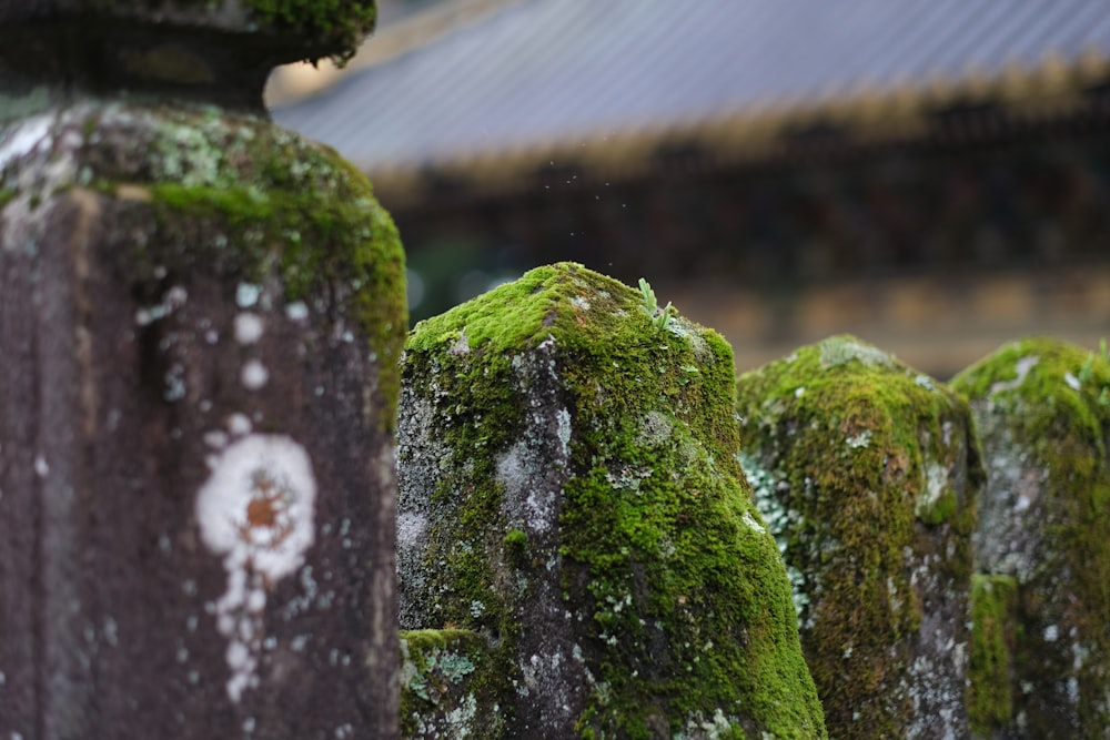 green moss on gray rock