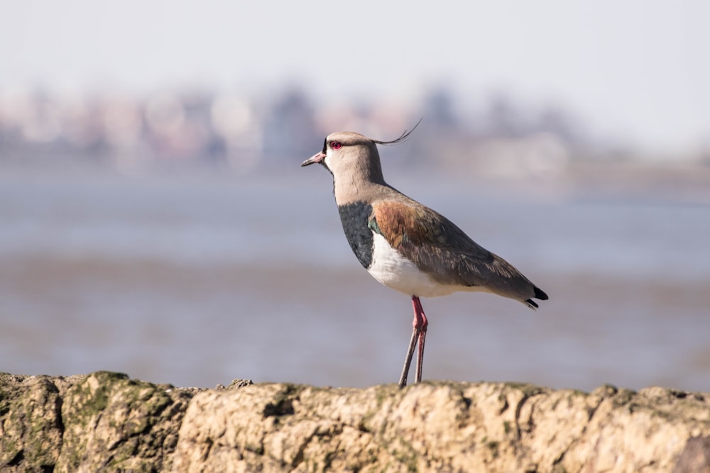 brown and white bird on brown rock