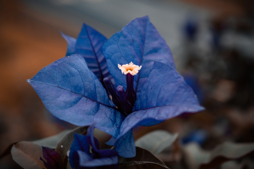 blue flower with yellow stigma