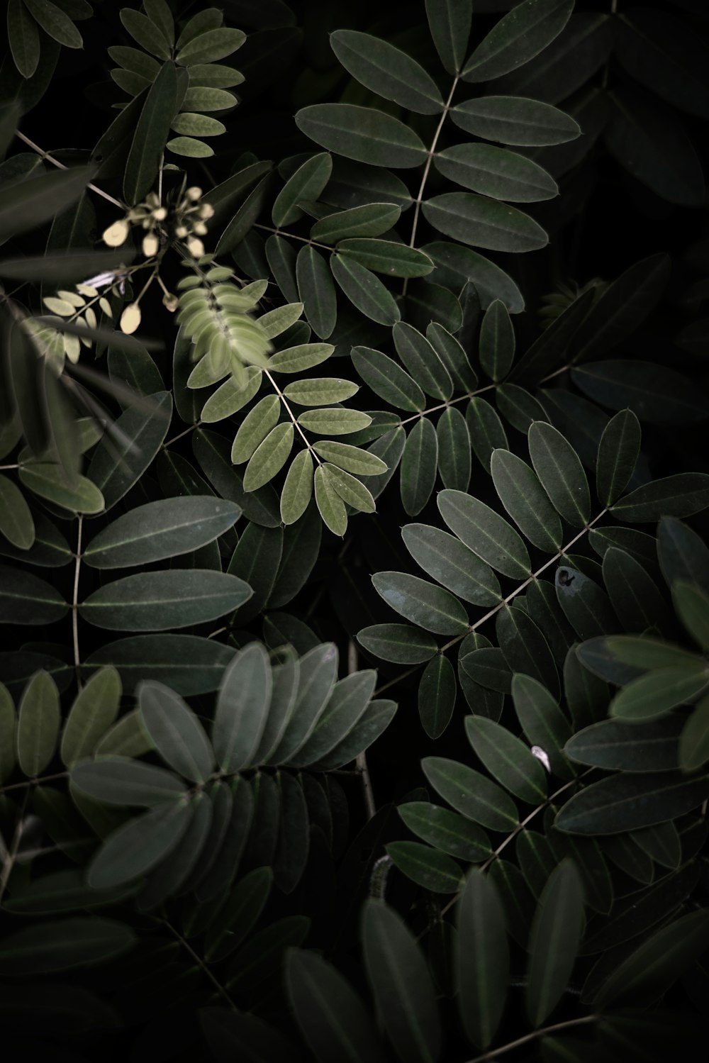 green leaves in close up photography