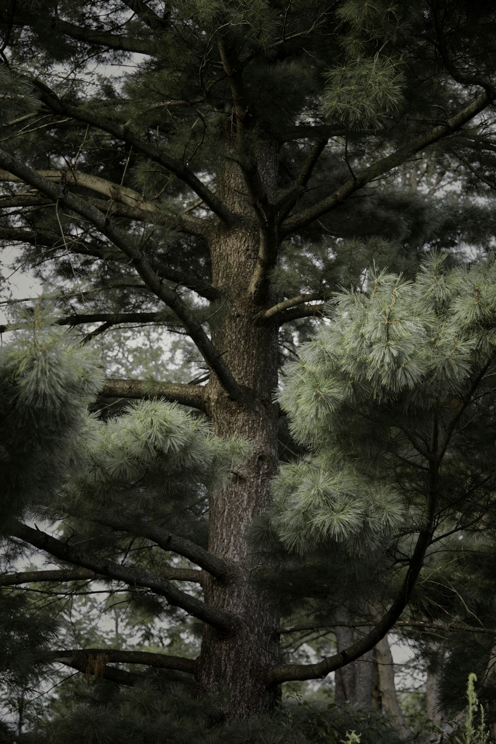 green tree under white sky during daytime