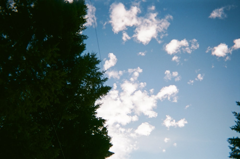green trees under blue sky and white clouds during daytime