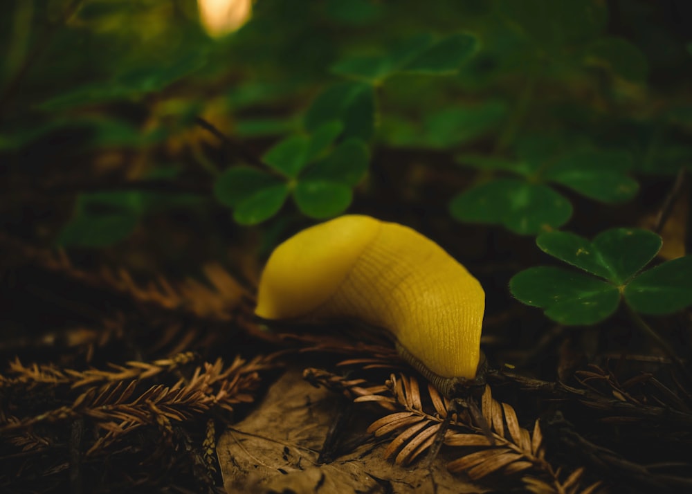 white mushroom on green leaves