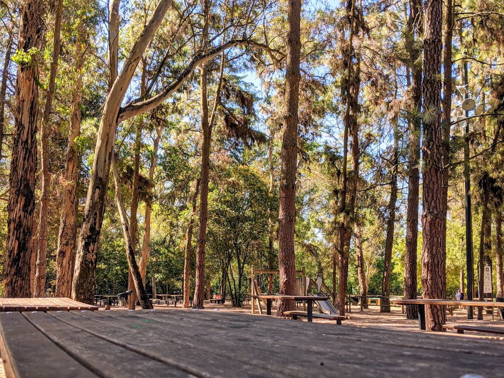 gray concrete pathway between green trees during daytime