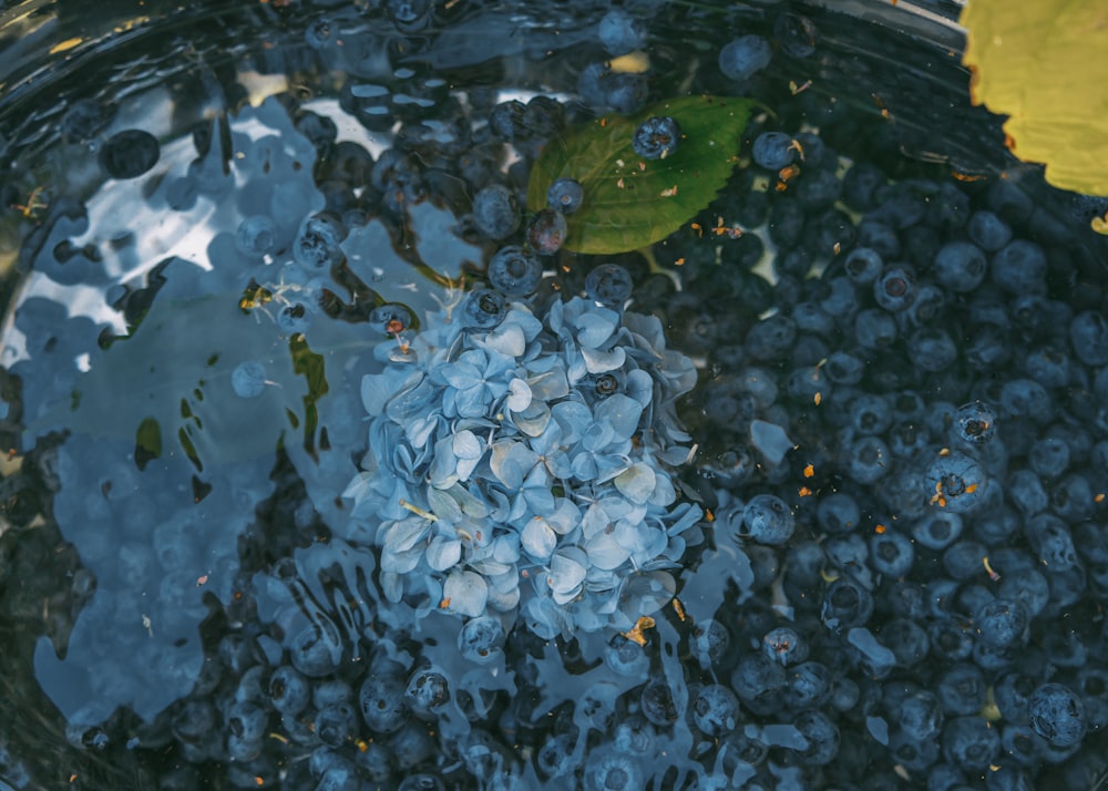 green frog on water with water droplets