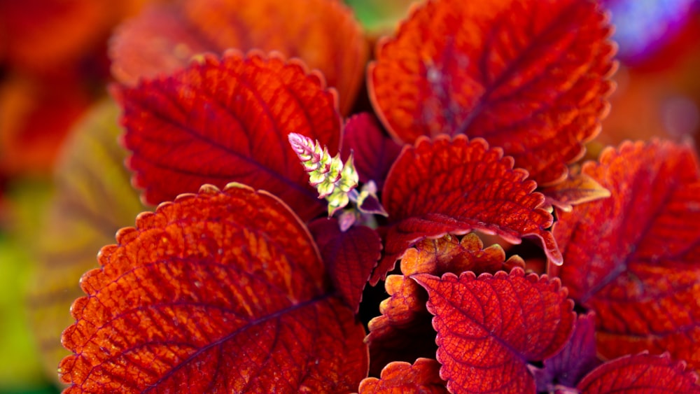 red and white flower in tilt shift lens