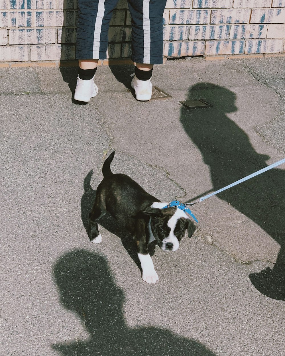 black and white short coat small dog