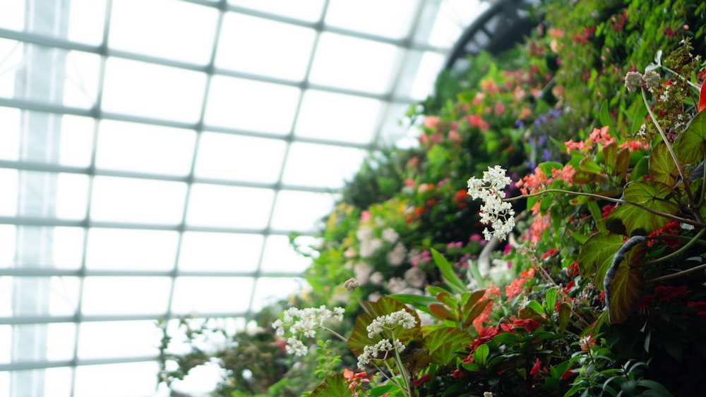 red and white flowers in black pot