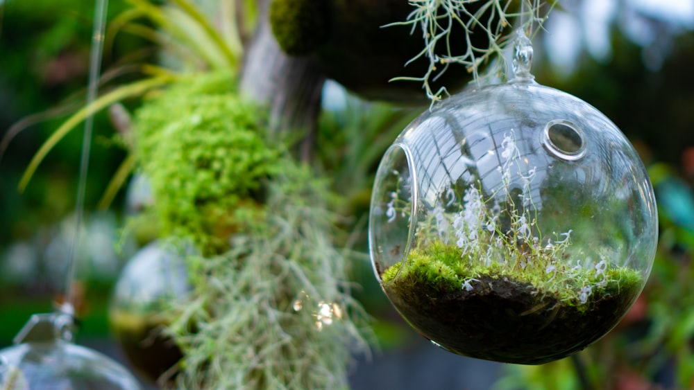 green fruit in clear glass ball