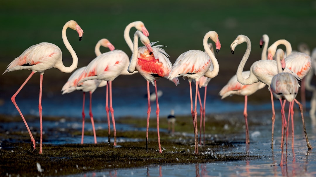 Wildlife photo spot Bhigwan Maharashtra