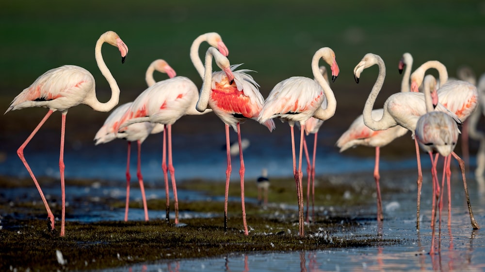 white flamingos on water during daytime