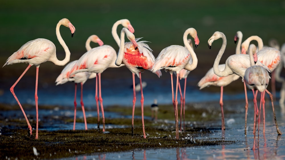 flamingos brancos na água durante o dia