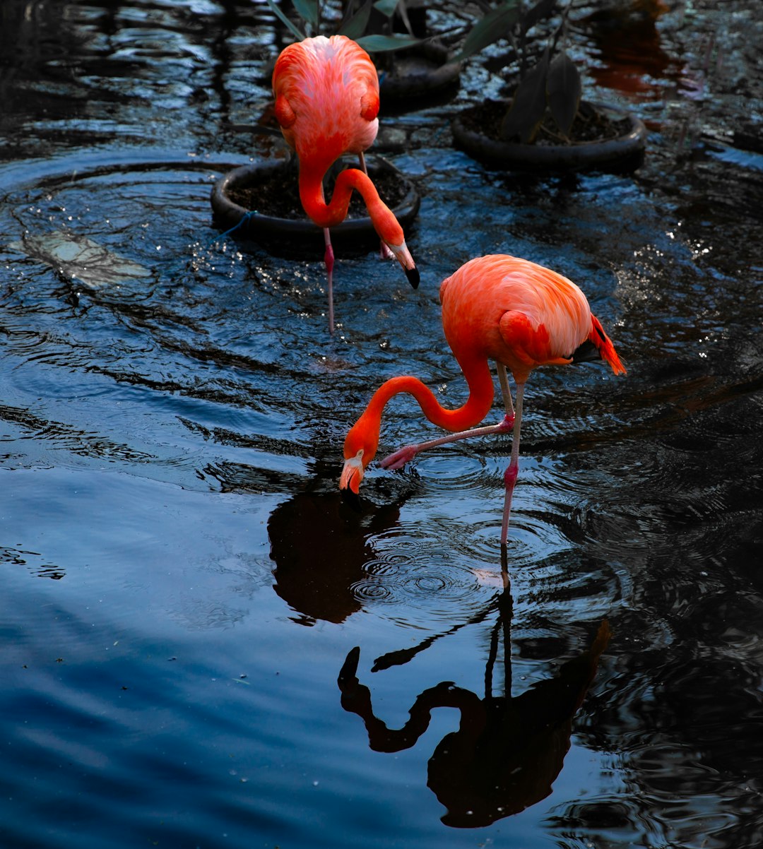 pink flamingos on water during daytime