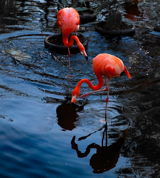 pink flamingos on water during daytime in Toronto Zoo Canada