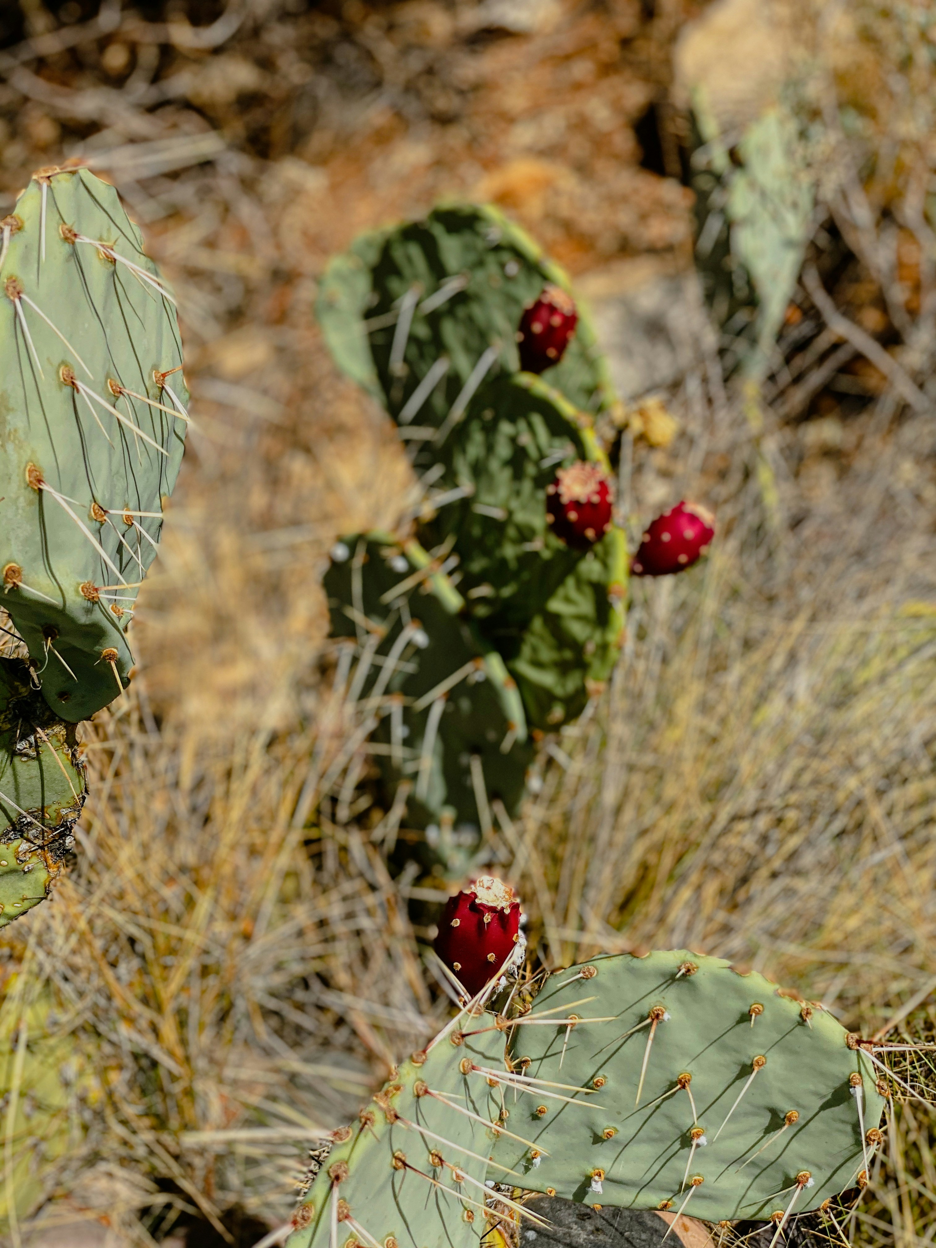 Incorporating Cactus into Your Diet in Creative Ways