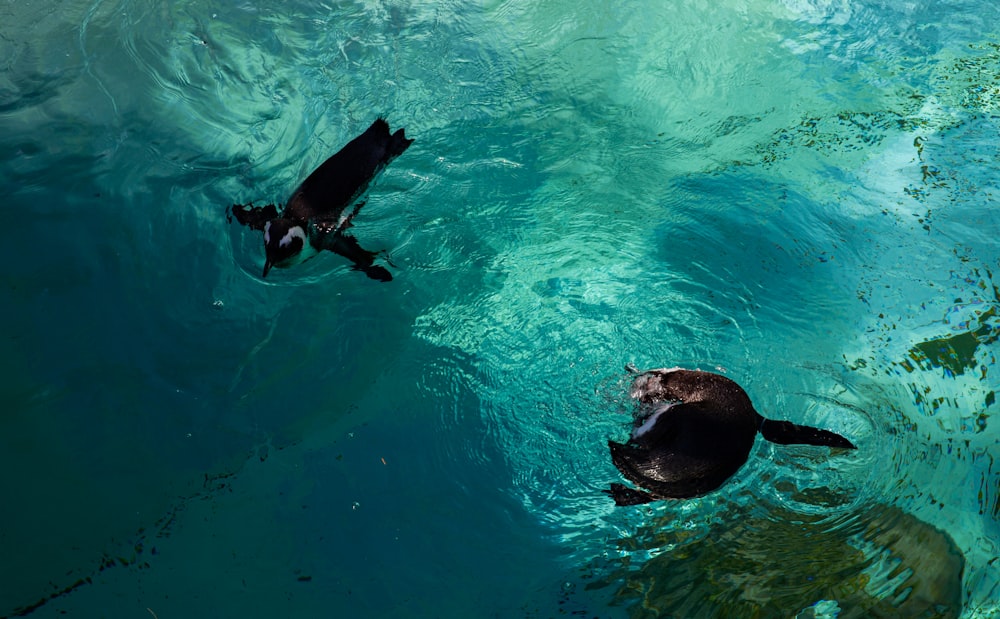 2 black dolphins in water