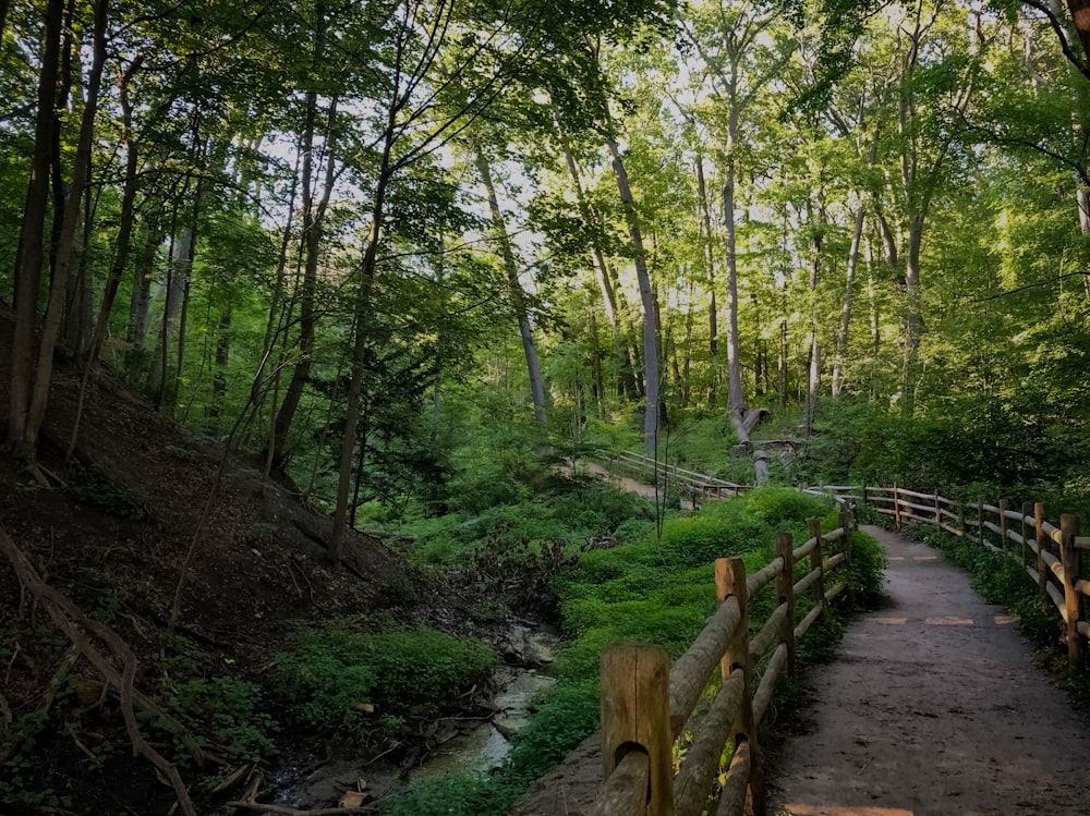 green trees on brown dirt road during daytime