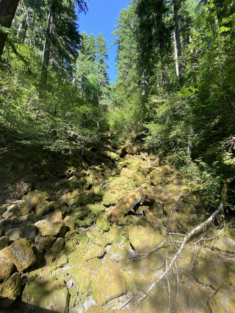 Grüne Bäume und Felsen am Fluss